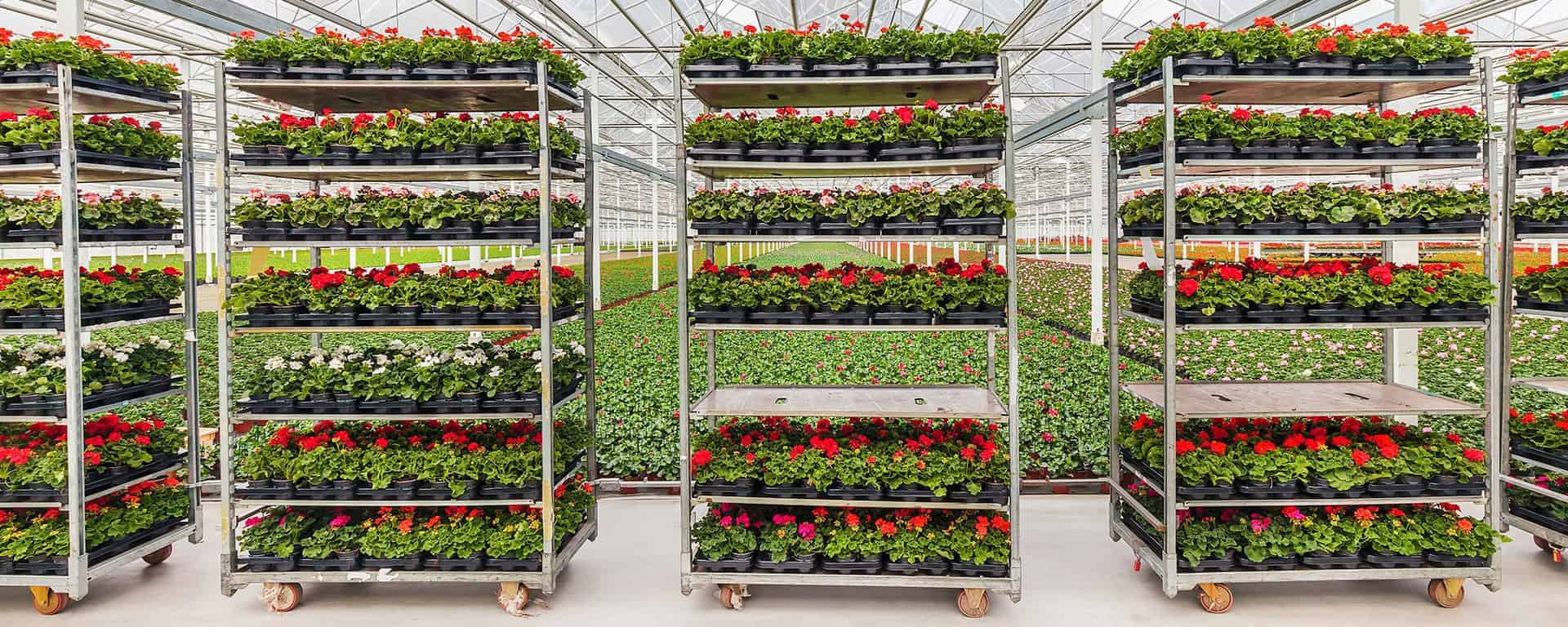 Why More Growers are Choosing Danish Containers as Their Preferred Transport Cart